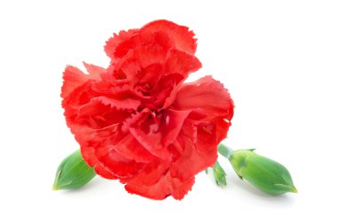 Red carnation clipart