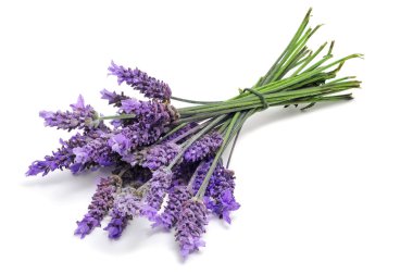 Lavender clipart