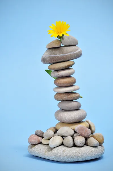 Zen kövek és virágok — Stock Fotó