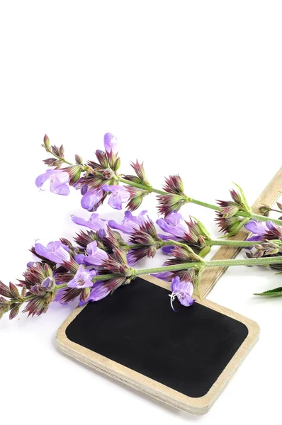 Salvia bloemen — Stockfoto