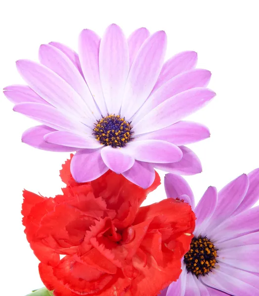 Gerbera Gänseblümchen und Nelken — Stockfoto