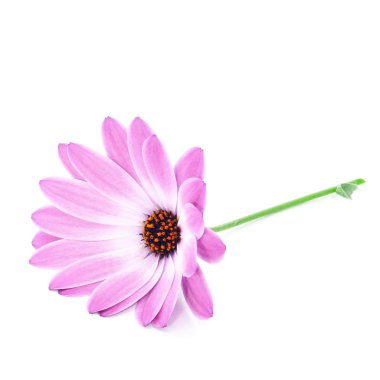 Gerbera daisy clipart