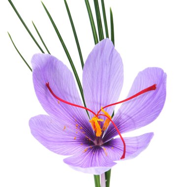 Saffron flower clipart