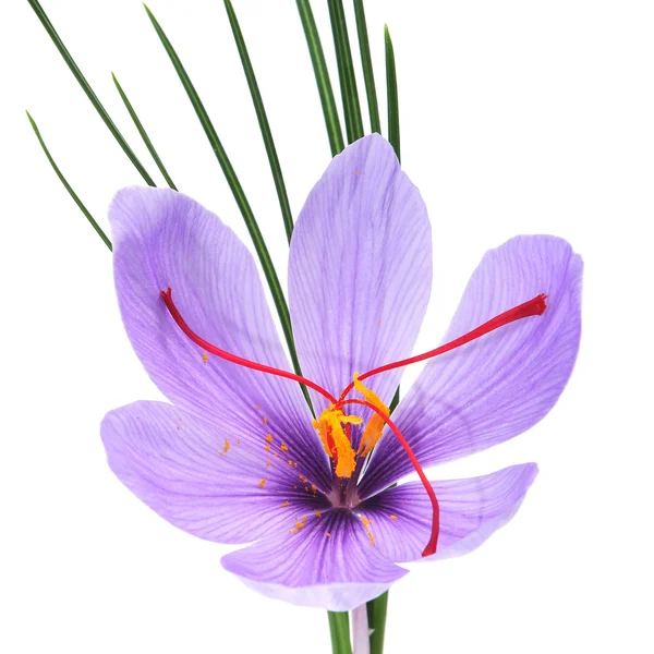 Fleur de safran — Photo