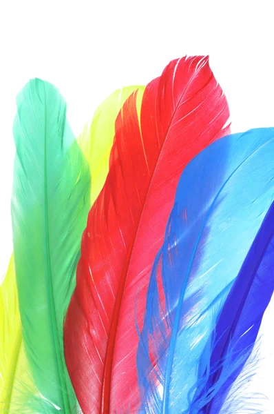 Φτερά των διαφορετικών χρωμάτων — Φωτογραφία Αρχείου