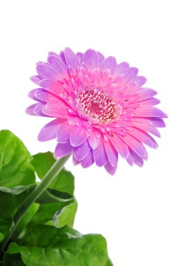 gerbera papatya