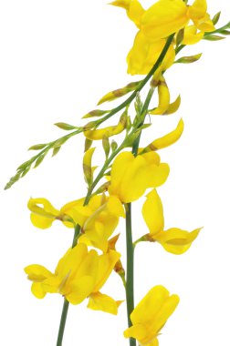 Spanish broom flowers clipart