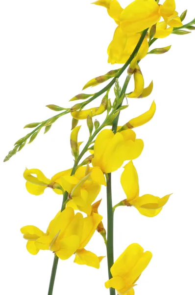 Ισπανική broom λουλούδια — Φωτογραφία Αρχείου