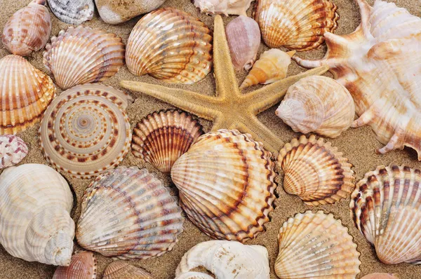 Морские ракушки и морская звезда на песке — стоковое фото