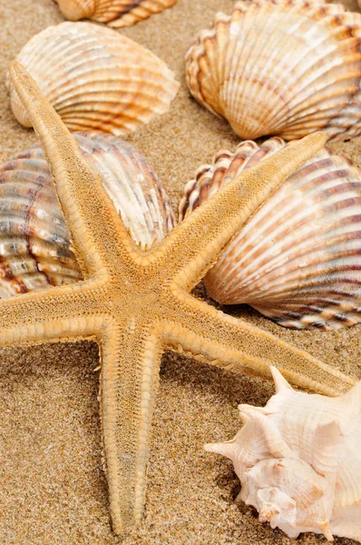 Seashells e seastar na areia — Fotografia de Stock
