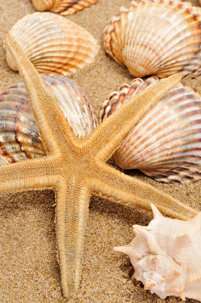 Seashells and seastar on the sand