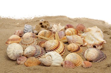 Seashells and seastar clipart