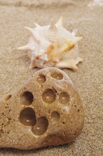 Concha marina en la arena — Foto de Stock