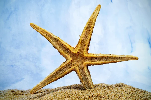 Zeester op het zand — Stockfoto