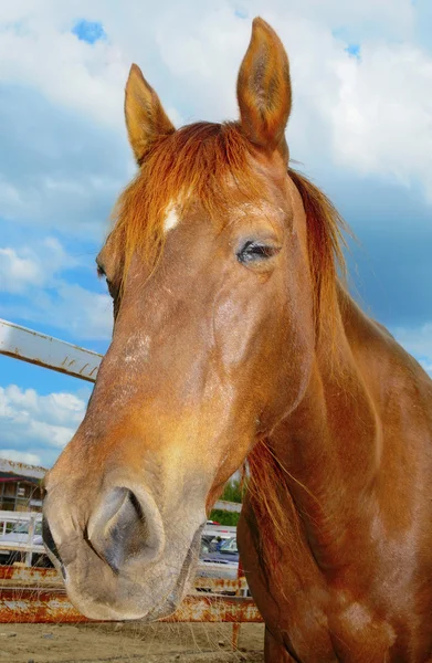 Horse on a farm — Stock Photo, Image