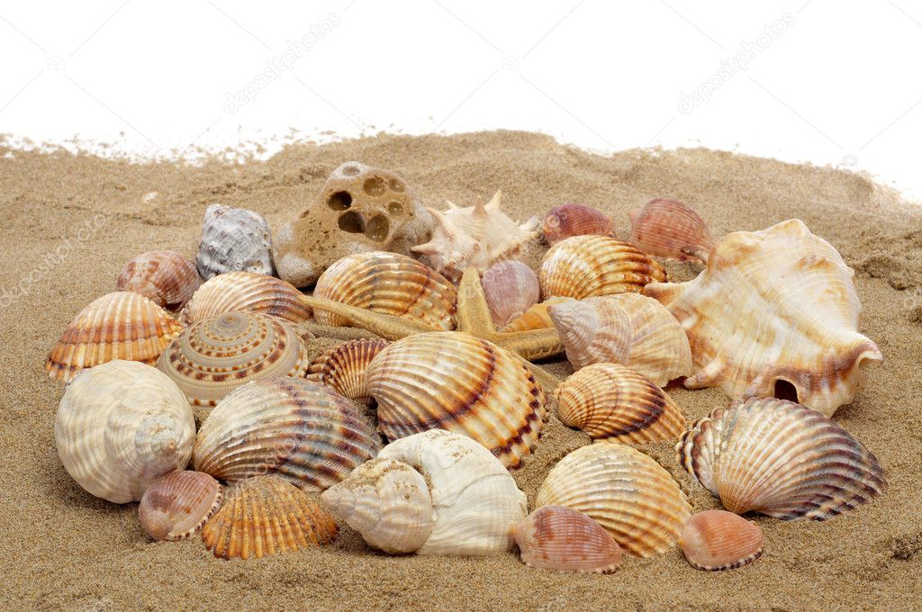 Seashells and seastar