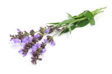 Salvia flowers clipart