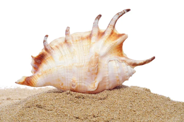 巻貝、砂の中 — ストック写真