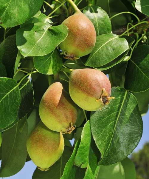 Peras en un árbol — Foto de Stock
