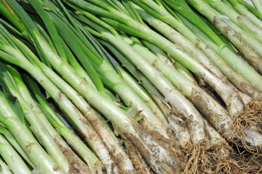 Calçots clipart