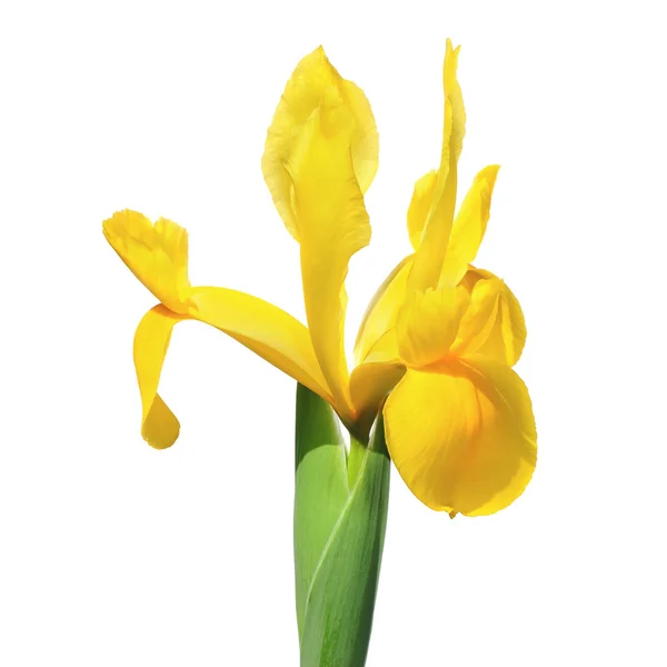 Hiszpański irys kwiat — Zdjęcie stockowe