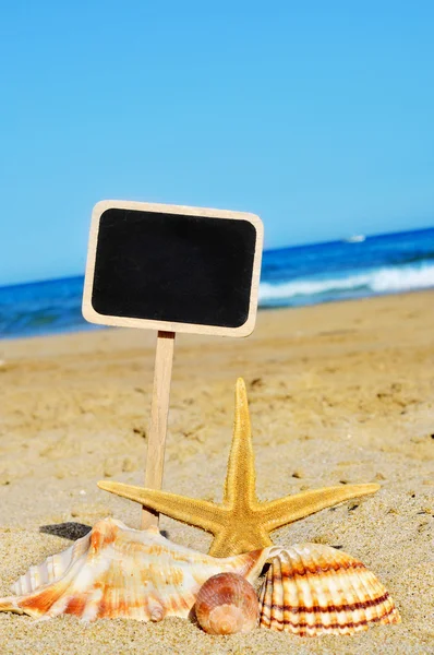 Seastar a mušle na pláži — Stock fotografie