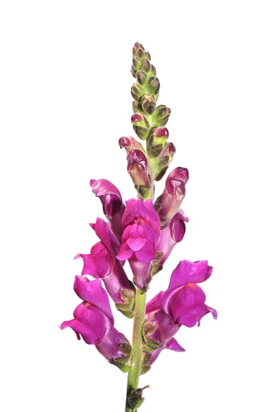 Monkshood пурпурні квіти — стокове фото