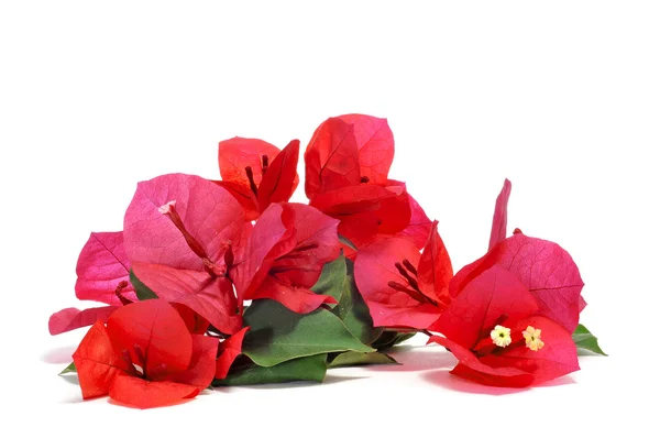 stock image Bougainvillea flowers