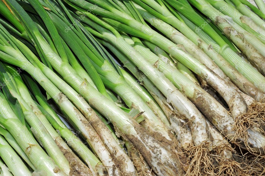 Calçots Stock Photo by ©nito103 5750209