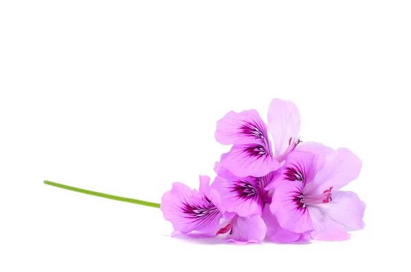Purple wildflowers — Stock Photo, Image