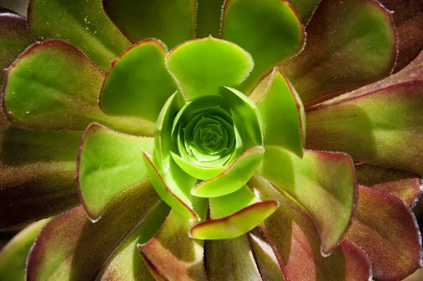 Aeonium hierrense — Stok fotoğraf