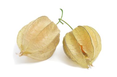 Ground cherries clipart