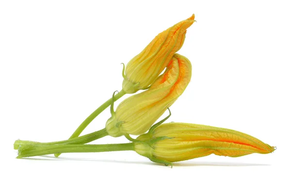 Flores de calabacín —  Fotos de Stock