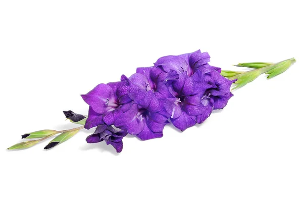 Violet gladiolus — Stock Photo, Image
