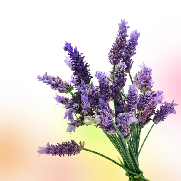 Sekelompok lavender — Stok Foto