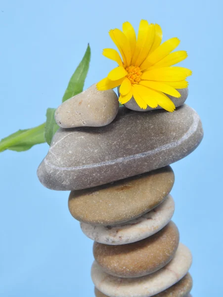 Zen Steine und Gänseblümchen — Stockfoto