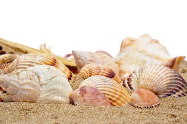 Seashells clipart