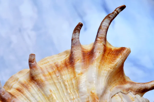 Sommaren conch — Stockfoto