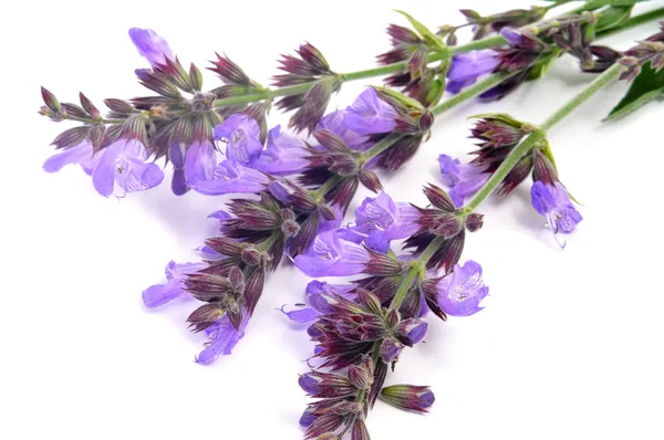 Salvia flowers — Stock Photo, Image