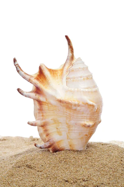 Conch på sanden — Stockfoto