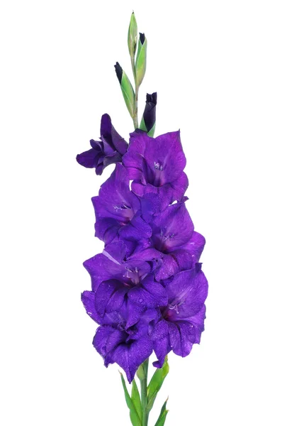 Gladiole violette — Photo