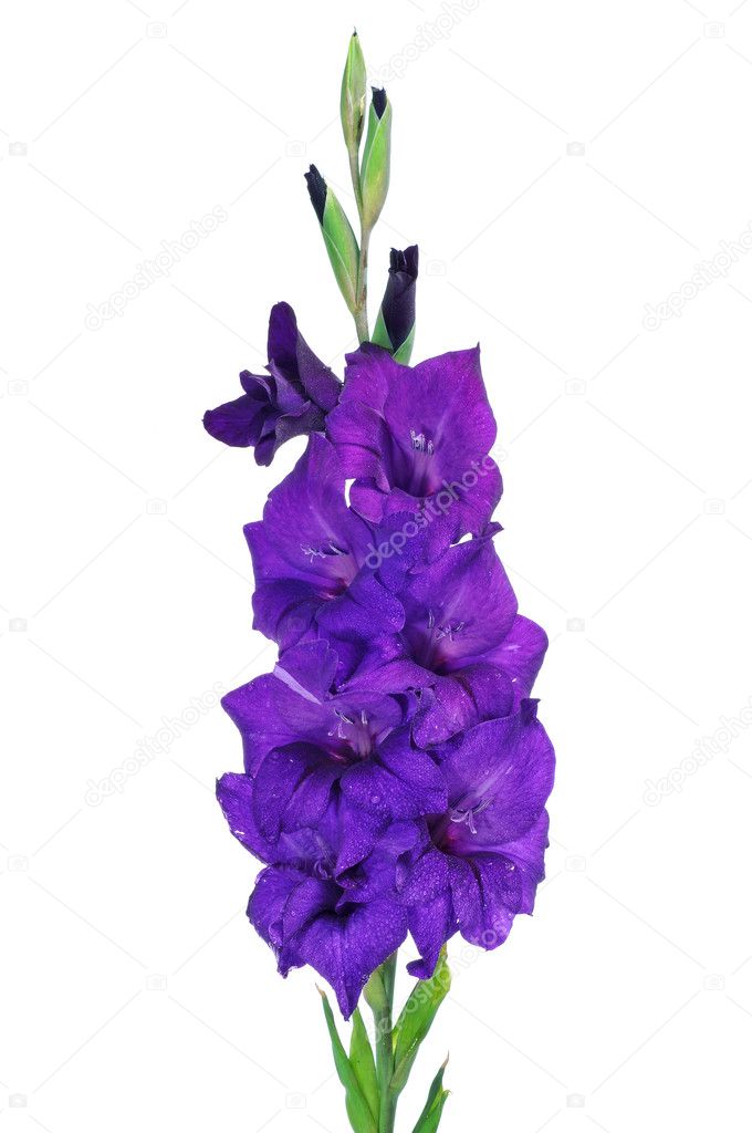Violet gladiolus