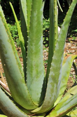 aloe vera