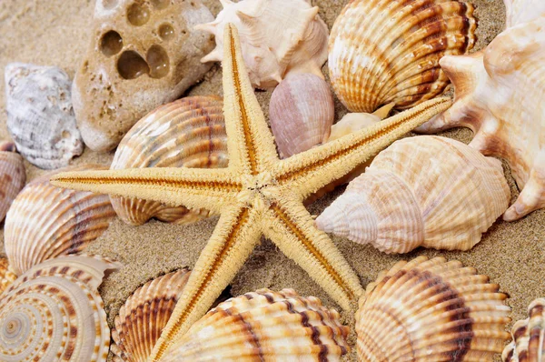 Морские ракушки и морская звезда — стоковое фото