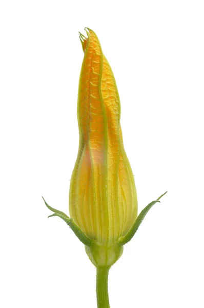 Zucchini blomma — Stockfoto