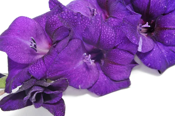 Gladiole violette — Photo