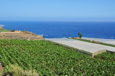 Tenerife 'deki muz çiftliği, Kanarya Adaları, İspanya