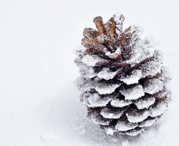 Szyszka sosnowa na śniegu — Zdjęcie stockowe