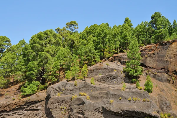 Pine grove v národní park teide, tenerife, Kanárské ostrovy, lázně — Stock fotografie