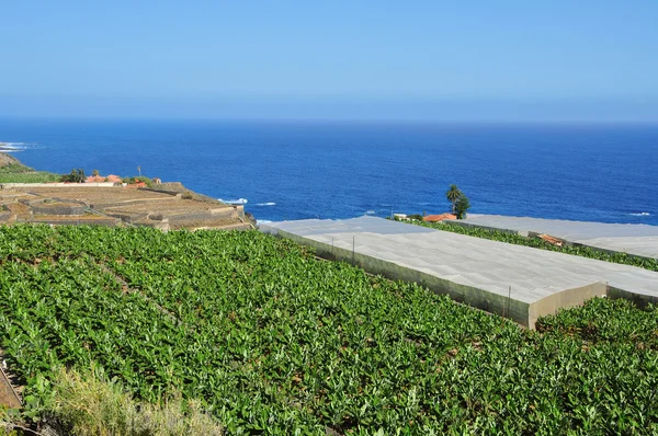 Plantación de plátanos en Tenerife, Islas Canarias, España — Foto de Stock
